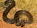 Тверия: трехметровый питон 
