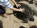 Израильские ученые вылечили четырех морских черепах и выпустили их в море. ФОТО