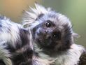 В Библейском зоопарке на свет появились детеныши хохлатого тамарина