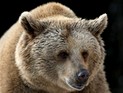 Медведи терроризируют Братск: улицы города патрулируют полиция и охотники