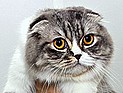 Фестивали в дни праздника Суккот: рыцарские поединки, выставка кошек и многое другое