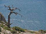 У берегов Синая море выбросило тело израильтянина