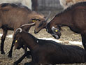 В одной из бедуинских деревень Негева обнаружен козел, дающий молоко