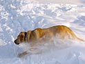 Рождественское чудо: слепой пес провел на 40-градусном морозе неделю и остался жив
