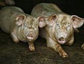 Крупнейший израильский свинарник закрыли за свинство