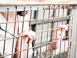Жених выкрал невесту из психиатрической лечебницы, куда ее определила мать