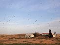 Большой рой саранчи появился в районе Эйн-Геди