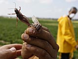 Два больших роя саранчи проникли в Израиль 