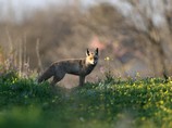 Сотрудник полиции Нетании спас тонувшую в реке лису