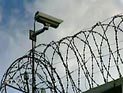 Кошка-курьер задержана при попытке доставки в сыктывкарскую колонию запрещенных предметов