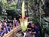 Amorphophallus titanum в Лондонском ботаническом саду. Май 2002 года