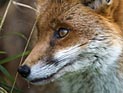 Лиса искусала 4-летнюю девочку из еврейской ортодоксальной семьи
