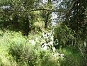 ККЛ: на этих праздниках израильтяне оставили меньше мусора в лесах и парках