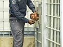 Правительство одобрило освобождение 26 палестинских террористов