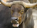 В районе Афулы на 44-летнюю женщину напал разъяренный бык