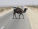 На юге Израиля автомобиль столкнулся с верблюдом: 5 раненых