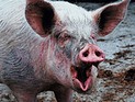Жительницу Челябинской области загрызла свинья