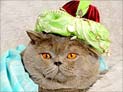 Костюмированный новогодний бал в Кирьят-Моцкин: 