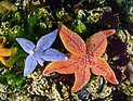 Морские звезды помогут в профилактике и лечении инсульта