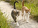 Кошачья семейная 