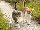 Кошачья семейная 