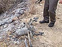 После похорон Шарона территория Израиля подверглась обстрелу из сектора Газы