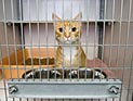 Четверо  котят 