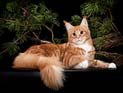 Кошачьи 