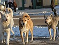 Под Петербургом стая бродячих собак загрызла дачницу