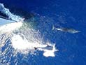 Крымских боевых дельфинов решили поставить на службу ВМС России. Комментарий специалиста