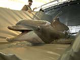 Боевой дельфин ВМС США в Персидском заливе. 2003 год