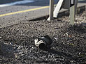 Сирены в Ашдоде и Ашкелоне