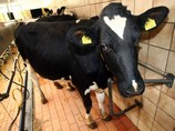 ЕС запрещает импорт продукции животного происхождения из Иудеи и Самарии, Голан и Иерусалима