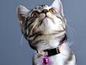 Британский стартап разработал Pawtrack - 