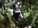 Генштаб украинской армии планирует создать на востоке страны партизанское движение
