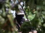 Украинские силовики попали в засаду в Луганской области: 11 погибших