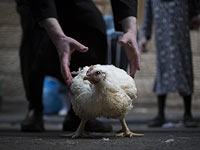 Драка в Бней-Браке: защитники животных попытались спасти кур от 