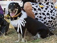 В Израиле состоится первая выставка беспородных собак