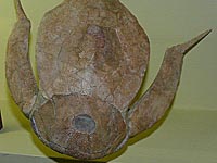 Ученые: первым в эволюции сексом занимались рыбы, обитавшие в Шотландии