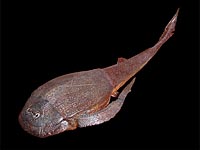 Bothriolepis panderi из группы placoderm (который включает в себя и Microbrachius dicki)