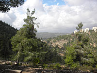 Бетонное будущее Иерусалимского леса. Репортаж из вади Равида