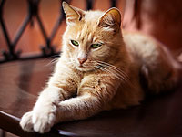 Кошки-модели и кошки-терапевты: международная выставка в Холоне