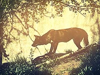 Парк Тель-Дан: дикий волк покусал трех отдыхающих