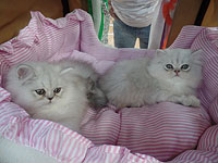 Кошачий подиум: международная выставка в Холоне