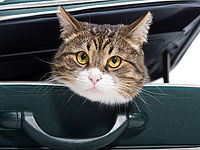 Жительница Великобритании разыскивает хозяев кота, сбежавшего в Девон из Израиля