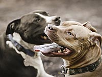 Хозяйка питбулей, которые разорвали в клочья гончую соседей, требует  1 миллион долларов