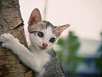 Котенок Спайси, пропавший в Нью-Мексико, нашелся в Мэне – за 3.500 км от дома