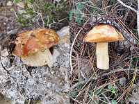 Грибная охота в лесах Израиля. Присылайте ваши фотографии