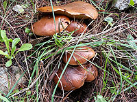 Грибная охота в лесах Израиля. Не только маслята