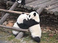 Китай подарит Израилю двух больших панд